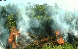 Triển khai công tác phòng, chống lụt bão và cháy rừng năm 2013