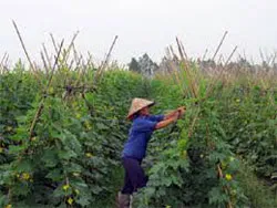 TPHCM: Diện tích rau an toàn VietGap đạt trên 1.000 ha