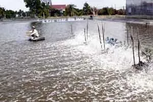 Cần Giờ: Thương mại, dịch vụ, nông lâm nghiệp có tốc độ tăng trưởng khá