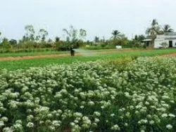 Nâng chất lượng để nhân rộng mô hình Nông thôn mới