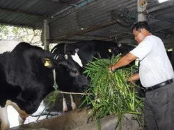 Nhìn lại nhiệm kỳ qua của Hội Nông dân Thành phố: 5 năm, một chặng đường phát triển