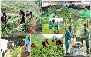 TP.HCM đặt mục tiêu đào tạo hơn 118.000 lao động nông thôn