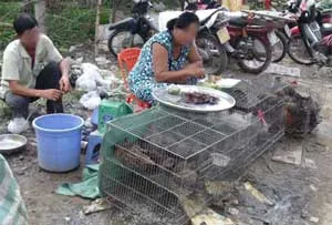 Mua bán gia cầm chưa qua kiểm dịch tràn lan tại Quận Gò Vấp và quận 12