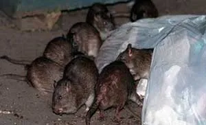 TPHCM: Thêm một bệnh nhân nhiễm Hantavirus
