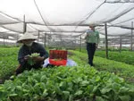 Giải quyết đầu ra cho rau an toàn: Tăng cường hơn nữa mối liên kết 4 nhà