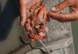 Nguyên nhân gây bệnh tôm chết hàng loạt