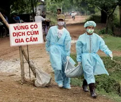 Tái phát cúm gia cầm ở tỉnh Vĩnh Long