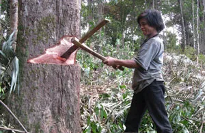“Tạo kế sinh nhai cho người dân sống vùng rừng để giảm nạn khai thác rừng trái phép”