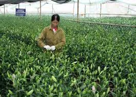 TP.HCM đào tạo nghề nâng cao cho nông dân