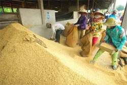 Vấn đề hôm nay: Tạm trữ lúa và công tác dự báo thị trường