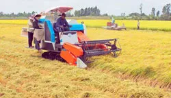Mừng và lo việc cơ giới hóa trong sản xuất lúa