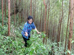 Phân chia đất rừng: kẻ ăn không hết, người lần chẳng ra