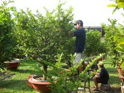 Quận Thủ Đức: hơn 500 hộ nông dân chuyển sang trồng cây kiểng các loại