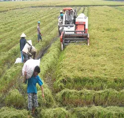 Thu hoạch lúa hè thu 2013 - Nông dân gặp khó