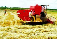 Tháo gỡ khó khăn, thúc đẩy SX, tiêu thụ lúa, gạo và thủy sản vùng ĐBSCL