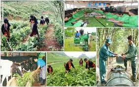 Đào tạo lao động nông thôn: chỉ đạt gần 78% so với chỉ tiêu