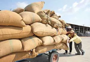 Thu mua tạm trữ chỉ là giải pháp tình thế! 1