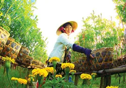Tổng vốn đầu tư nông nghiệp TPHCM đạt 15.000 tỷ đồng sau 5 năm