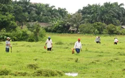 Vấn đề hôm nay: Thu mua hay phá hoại?
