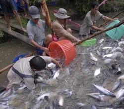 Giải pháp phát triển bền vững cho nghề nuôi cá tra ở An Giang