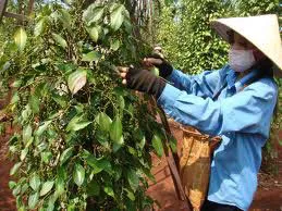 Giá tiêu đen tăng thêm gần 20.000 đồng/kg