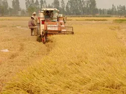 Bàn giải pháp nâng cao giá trị hạt gạo Việt tại ĐBSCL