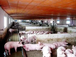 Nông dân thành phố cam kết nuôi heo sạch