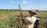 Phát triển sản xuất khoai mì bền vững: Cần liên kết 4 nhà