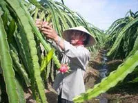 Long An phấn đấu 80% sản lượng thanh long đạt tiêu chuẩn xuất khẩu vào năm 2015