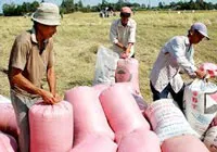 VFA kiến nghị 2 biện pháp hỗ trợ doanh nghiệp thu mua lúa gạo