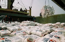 8 tháng đầu năm 2013, kim ngạch xuất khẩu gạo đạt trên 2 tỷ USD