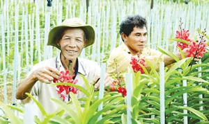 TPHCM: Đến năm 2015, sản xuất nông nghiệp đạt 450 triệu đồng/hecta/năm