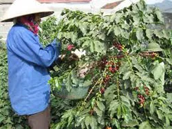 Khai mạc lớp tập huấn ASEAN về cây điều và cà phê