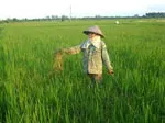 Chi phí sản xuất lúa tăng từng năm