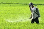 Sản xuất lúa năm 2013 tiếp tục tăng trưởng