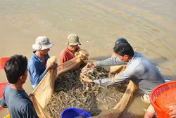 Vụ tôm 2013, tỉnh Sóc Trăng đạt thành công 90%