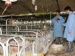 VĐHN: Ngành chăn nuôi thú y Việt Nam cần có những đổi thay tận gốc