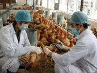 TPHCM tăng cường kiểm tra việc vận chuyển, buôn bán gia cầm