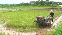 Chuyển đổi cơ cấu cây trồng trên đất lúa: Cần chủ động