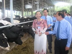TPHCM với cơ hội nâng cao năng suất chất lượng đàn bò sữa
