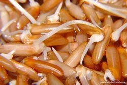 Gạo mầm Vibigaba có mặt rộng rãi trên thị trường