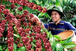 Ngành cà phê vẫn “nóng” với VAT