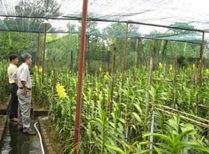 Thanh niên nông thôn thi đua làm kinh tế giỏi