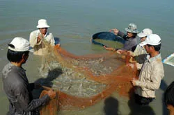 Tiếp tục nghiên cứu để kiểm soát bệnh hoại tử gan tụy trên tôm nước lợ