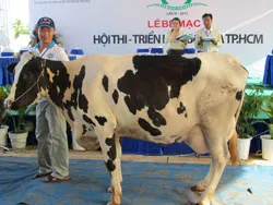 Họp thống nhất chương trình hoạt động của sự kiện Hội thi triển lãm Bò sữa TPHCM lần IV năm 2013
