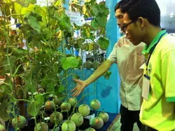 Củ Chi đoạt giải Nhất hội thi Nông dân Sản xuất theo quy trình VietGAP
