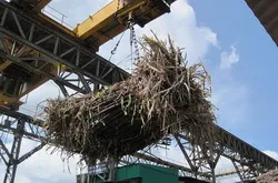 Doanh nghiệp mía đường trong nước kêu cứu