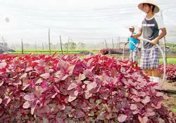 Tình đất – tình người