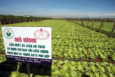 TP.HCM tổ chức kết nối sản xuất và tiêu thụ hàng nông sản VietGap