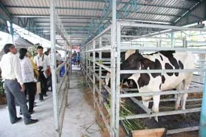 Hội thi triển lãm Bò sữa TPHCM lần IV năm 2013